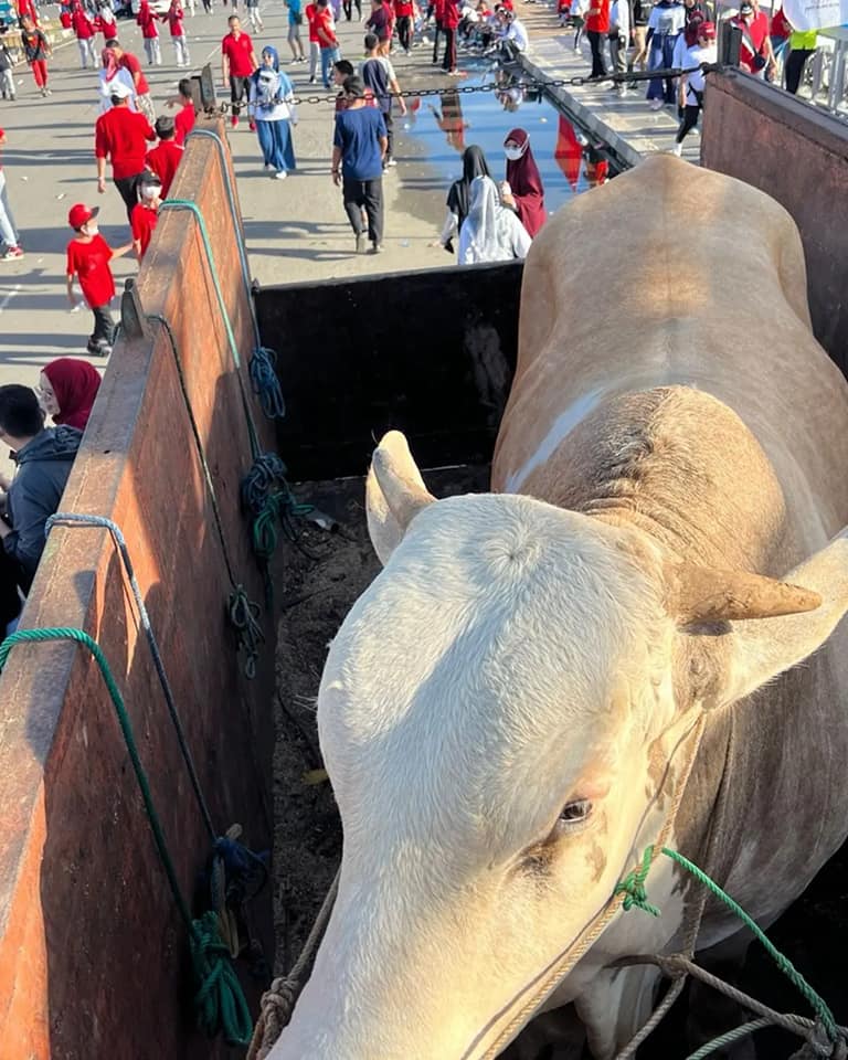 Dapat Kiriman Sapi 1,4 Ton dari Warga Soppeng, Andi Sudirman Serahkan ke Pengurus Masjid Kubah 99 untuk Jadi Qurban